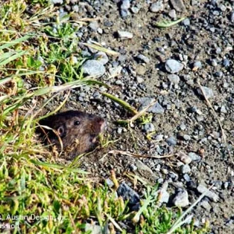 Adult pocket gopher peeking out of a burrow entrance. [Credit: T. Chalmers]