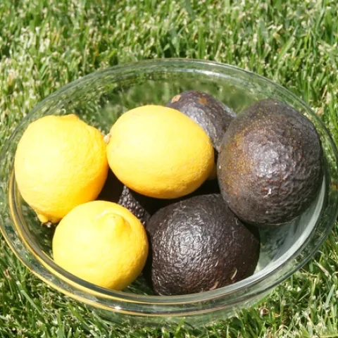 Photo by Jutta Thoerner