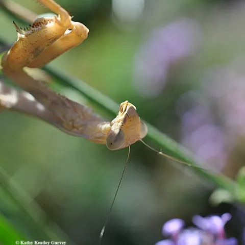 A female praying mantis, a Stagmomantis limbata (as identified by Lohit Garikipati of UC Davis) is looking for prey. (Photo by Kathy Keatley Garvey)