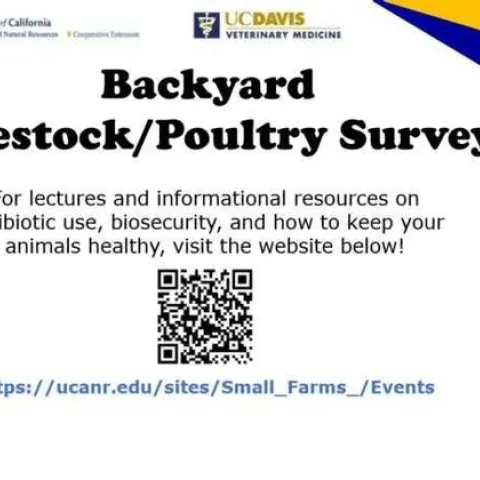 Backyard Poultry Survey