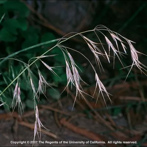 Infloresence of cheatgrass, Bromus tectorum, arcing across the image from left to right