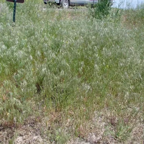 A patch of brome grasses along side a road.