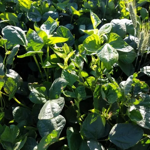 Cowpea cover crop with volunteer triticale.