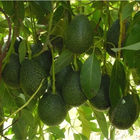 GEM avocados are tear-drop shaped.