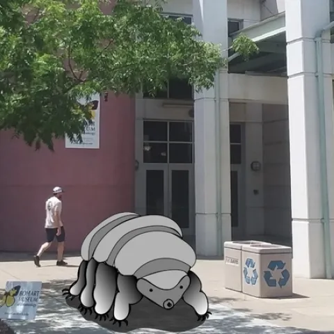 Artist conception of the water bear (tardigrade) sculpture in front of Bohart Museum of Entomology.
