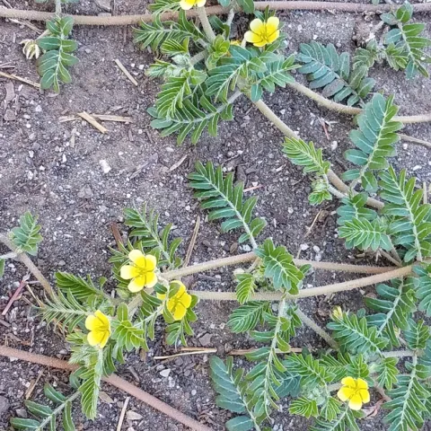 Puncturevine flowers, J Alosi