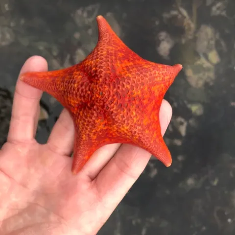 BatStar in Tide Pool