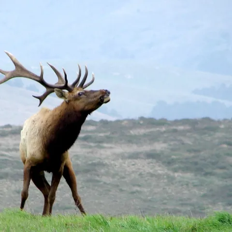 Photo credit: Bryan Voelker