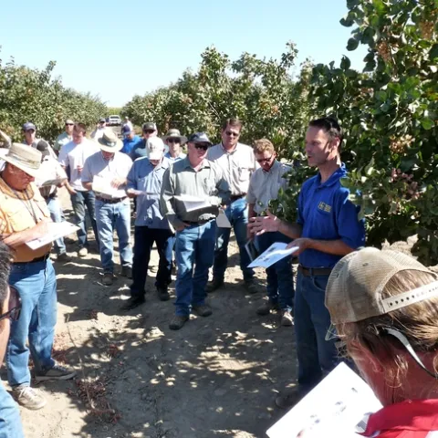 UCCE entomology advisor David Haviland, right, speaks with farmers and pest control advisors in a pistachio orchard.