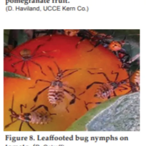 Leaf-footed Bugs on Pomegranates