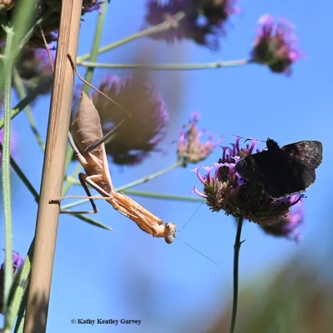 A female praying mantis, Stagmomantis limbata (as identified by praying mantis expert Lohit Garikipati of UC Davis) eyes a duskywing butterfly, genus Erynnis, nectaring on verbena. (Photo by Kathy Keatley Garvey)