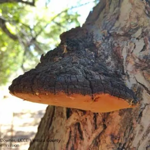 A conk, the fruiting body of the fungus <i>Phellinus ignarius</i> on black walnut. (Credit: AJ Downer, UCCE Ventura County)