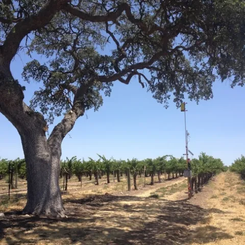 A blue oak stands in a vineyard. The bat echolocation microphone and yellow sticky card (to sample insects) at the top of the telescoping pole are attached to a vine post at the edge of the tree canopy.
