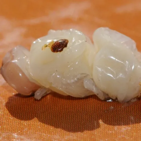A varroa mite on a drone pupa. (Photo by Kathy Keatley Garvey)