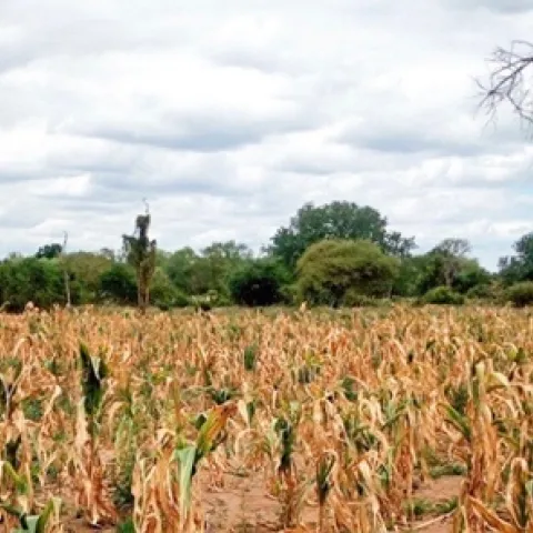Corn wilts on a farm in Mozambique. Photo by FEWS NET.