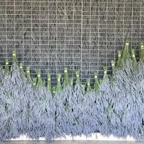 photos by Janet Snyder