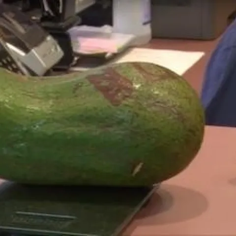 avocado fruit 6 pounds