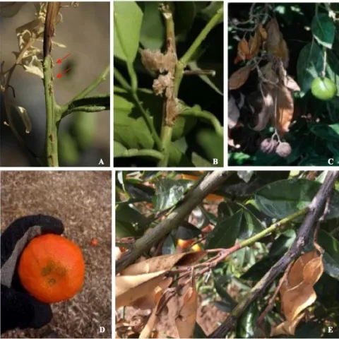 citrus gummosis twig