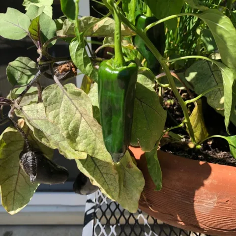 photos by Trisha Rose