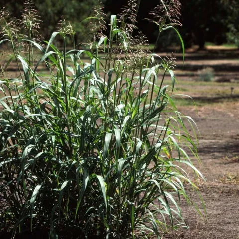 Johnsongrass mature plant, UC ANR