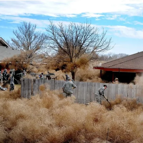giant tumbleweed