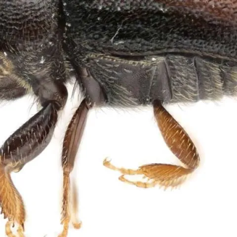 loquat killing beetle