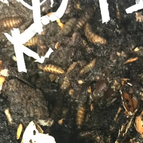 Black Soldier Fly <br>in worm bin