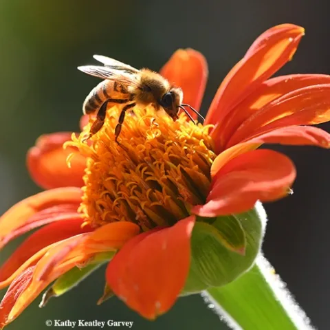 A worker honey bee forages on a Mexican sunflower (Tithonia) in the magic hour, the hour before sunset. (Photo by Kathy Keatley Garvey)