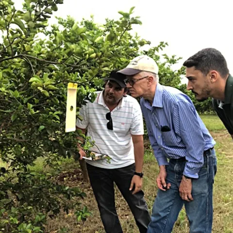 UC Davis chemical ecologist Walter Leal (center) examines a lure in Mogi Mirin, São Paulo on Brazil’s Independence Day (Sept. 7) with Haroldo Volpe (far right) and Renato de Freitas, both of Fundecitrus.