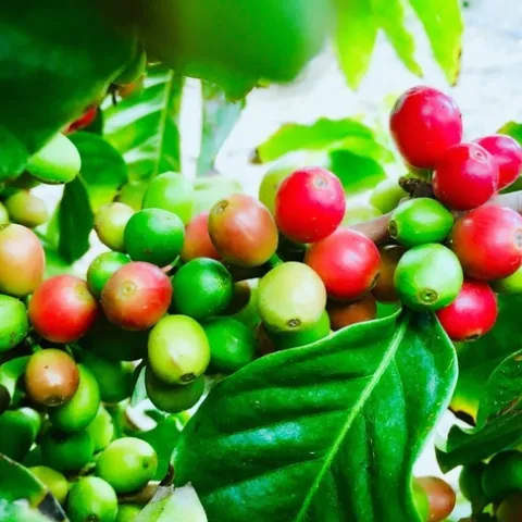 Coffee growing at Rancho Filoso. Photo credit Lisa Tate.