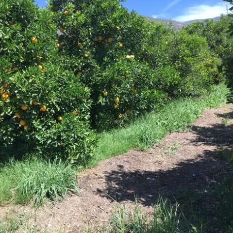 citrus weeds and disc