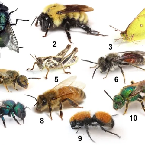 Images of bees and non bees. (Joseph Wilson)