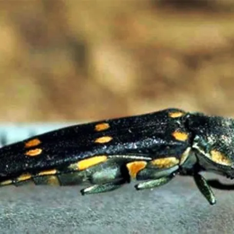 GSOB adults are black with yellow spots, and about 1 centimeter long.
