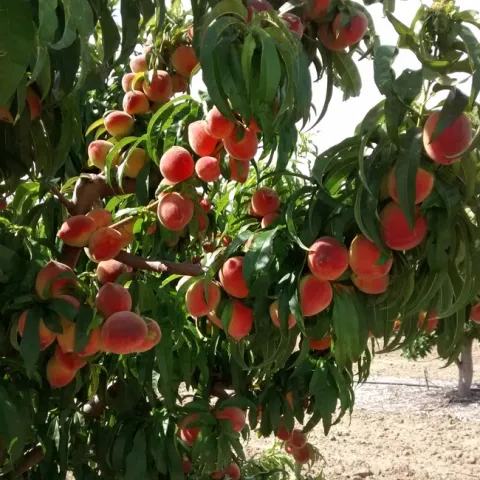 Peach Tree