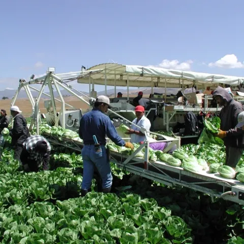 Romaine harvest. In the romaine and strawberry cost studies, the authors have also expanded the section on labor, which includes information on California's minimum wage and overtime laws.