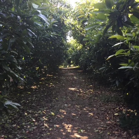 avocado alley, time to prune