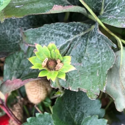 Figure 1: Close up of strawberry flower dud. Note brown color which indicates the fruit will not make.