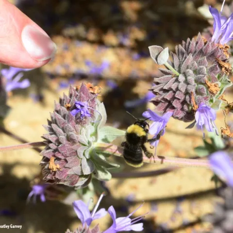 A yellow-faced bumble bee, Bombus vosnesenskii, nectaring on Cleveland sage. One of the UC Davis Department of Entomology and Nematology seminars during the fall quarter will be on "Bumble Bee Movement Ecology and Response to Wildfire" by doctoral candidate John Mola for his exit seminar. (Photo by Kathy Keatley Garvey)