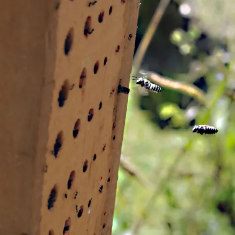 Leafcutter bees fly to their hive. (Photo: Kathy Keatley Garvey)