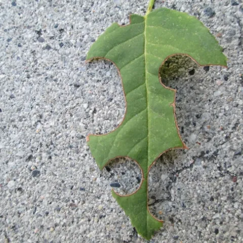 Leaf cutter damage on rose leaf.