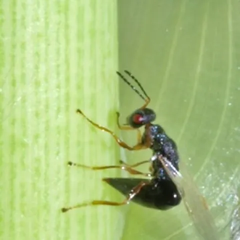 The arundo wasp curls its abdomen as it prepares to ‘sting’ or lay eggs in an arundo shoot tip.