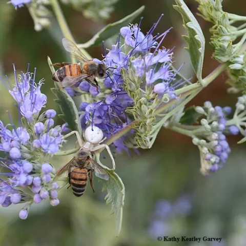 A crab spider nails a honey bee while another honey bee watches. This image, on bluebeard, Caryopteris x clandonensis, was taken in Vacaville, Calif. (Photo by Kathy Keatley Garvey)