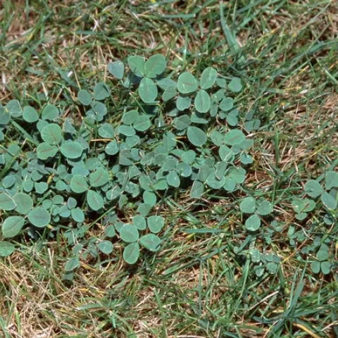 Clover thrives in soil with low nitrogen by Jack Kelly Clark, UC Statewide IPM Program