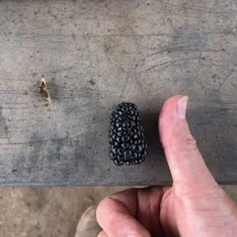 One of the larger exemplars we picked yesterday, this one weighed 14 grams. And yes it was quite tasty.