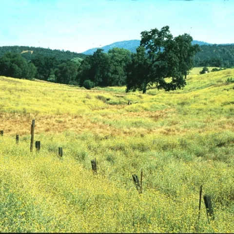 A severe infestation of yellow starthistle in Calaveras County.