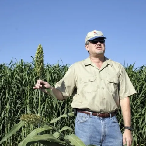 UCCE specialist Jeff Dahlberg studies sorghum at the UC Kearney Agricultural Research and Extension Center in Parlier.