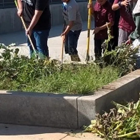 Weed filled garden bed