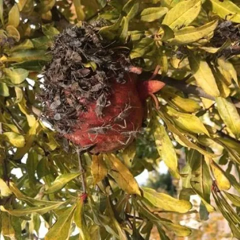 Leaffooted bug adults on pomegranate fruit. (Kristin Britt)