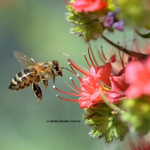 A honey bee heading toward a tower of jewels, Echium wildpretii, in Vacaville, Calif. (Photo by Kathy Keatley Garvey)
