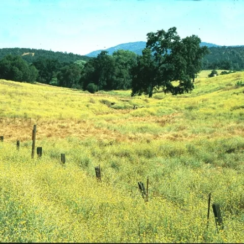 A severe infestation of yellow starthistle in Calaveras County.
